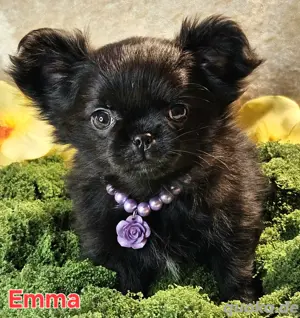 Chihuahua in Black (Brindle) 