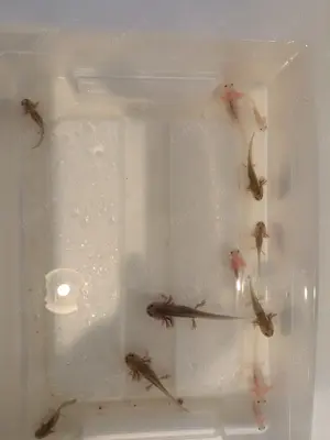 Axolotl Jungtiere 