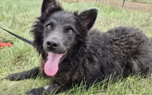 Außergewöhnliche Lilo sucht Familienanschluss