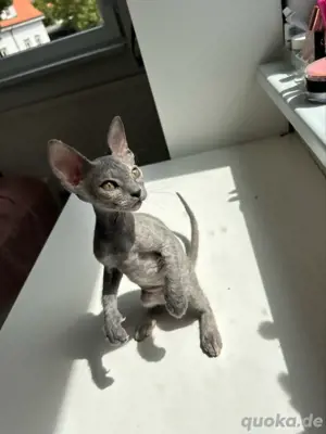Sphynx Brush