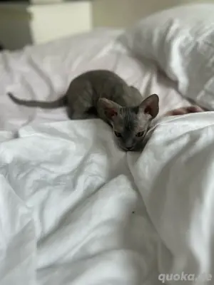 Sphynx Brush