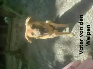 Schäferhund Labrador mix zu verkaufen