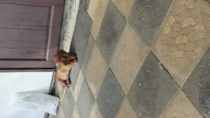 Dackel sucht ein neues Zuhause 