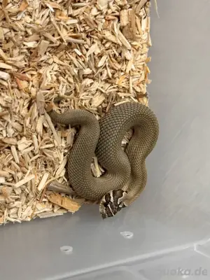 Heterodon Nasicus, Arctic superconda het Toffee female