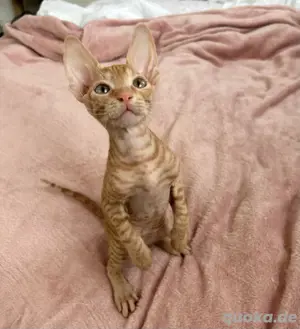 Sphynx Brush