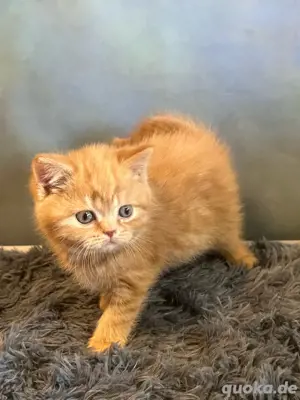 BKH-Kitten