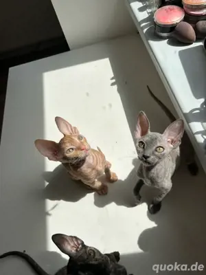 Sphynx Brush