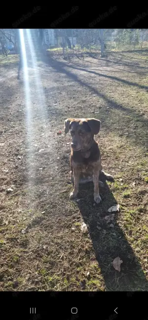 Labrador Hündin zu verkaufen 