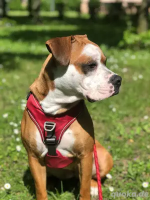 Boxer mischlings hündin