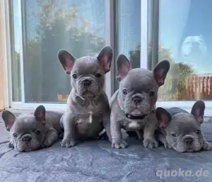 Französische bulldogge welpen 