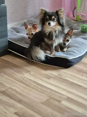 Chihuahua mix rüde