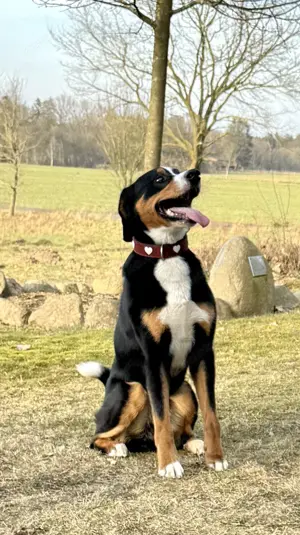 Appenzeller Sennenhunde Welpen  Schweizer Bild 8