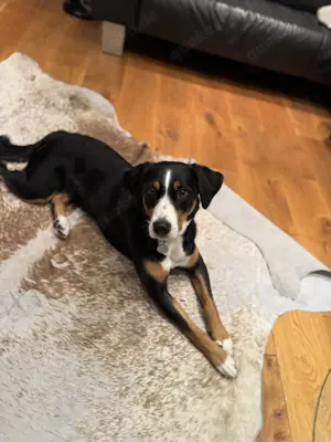 Appenzeller Sennenhunde Welpen  Schweizer Bild 7
