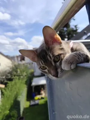 Junge Bengal 
