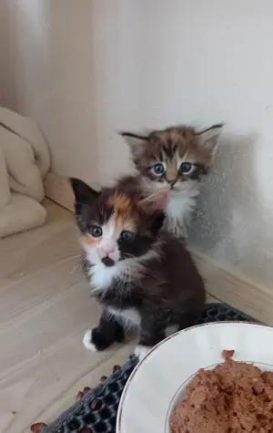 XXL Maine Coon Kitten Mädels u jungs