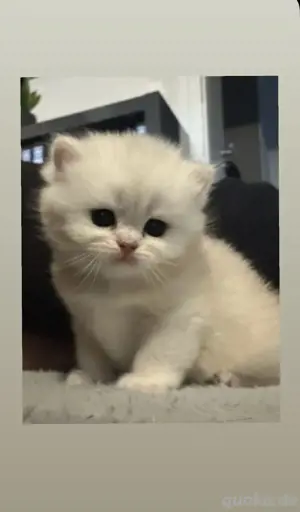 Bkh kitten 
