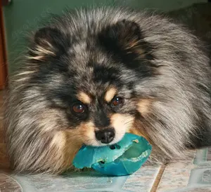 Zwergspitz Pomeranian Deckrüde 