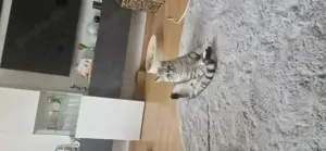BKH Deckkater 