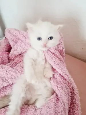 Zuckersüße Ragdoll Kitten  