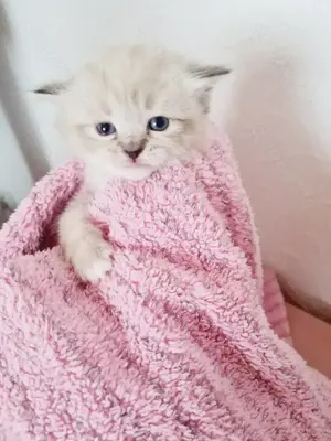 Zuckersüße Ragdoll Kitten  