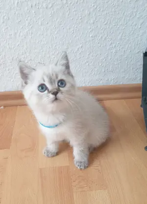 Bkh kitten seltene farbe blau augen.