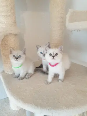 Bkh kitten seltene farbe blau augen. Bild 2