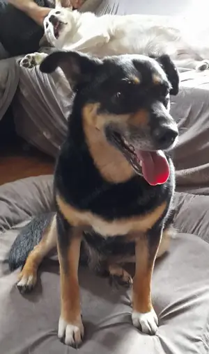 Peter, a.d.Tierschutz, sucht Happy-Home  Bild 10