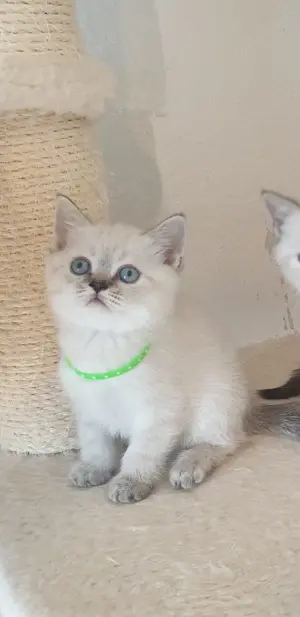 Bkh kitten seltene farbe blau augen. Bild 8