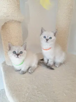 Bkh kitten seltene farbe blau augen. Bild 5