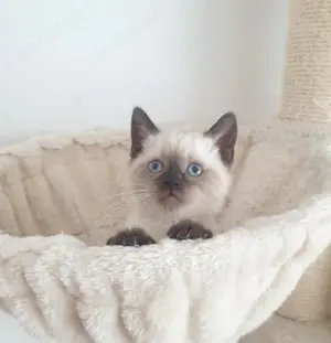 Bkh kitten seltene farbe blau augen. Bild 7