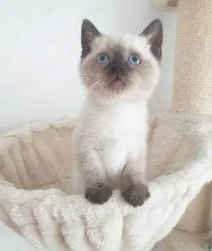 Bkh kitten seltene farbe blau augen. Bild 4
