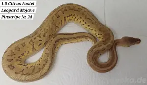 1.0 Citrus Pastel Leopard Mojave Pinstripe Nz 24