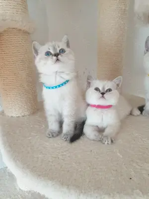 Bkh kitten seltene farbe blau augen. Bild 9