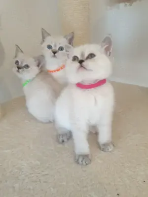 Bkh kitten seltene farbe blau augen. Bild 3