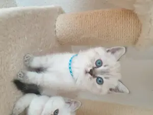 Bkh kitten seltene farbe blau augen. Bild 10