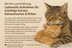Mit Herz und Erfahrung: Liebevolle Aufnahme für trächtige Katzen, Katzenmamas & Kitten 