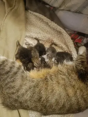 Wunderschöne Mai Kitten 5 Stück Euro  Kurzhaar bitte Lesen 