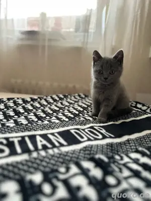 Britisch Kurzhaar Jungkater abzugeben   mit Zubehör