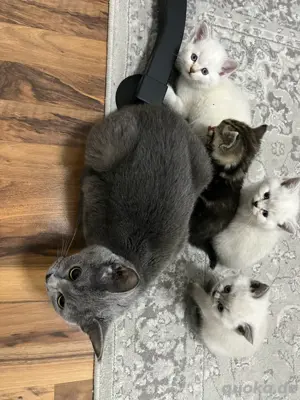 Super süße BKH Kitten 