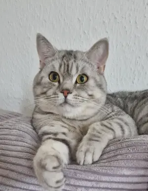 BKH Deckkater  Bild 4