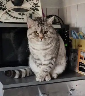 BKH Deckkater  Bild 6