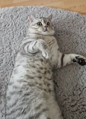 BKH Deckkater  Bild 9