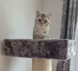 BKH Deckkater  Bild 5