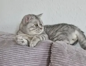 BKH Deckkater  Bild 3