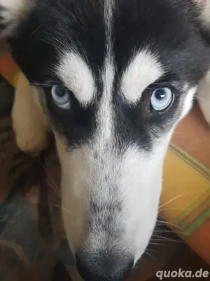 sibirischer husky