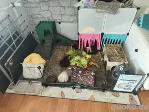 Meerschweinchen 