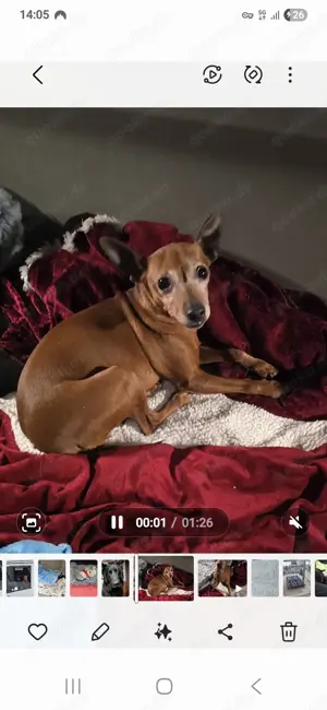 Pinscher Hündin sucht neues zu Hause