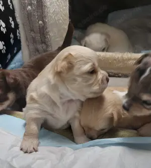 Hallo liebe Chihuahua Fans 