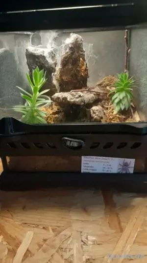 brazilian blue dwart 