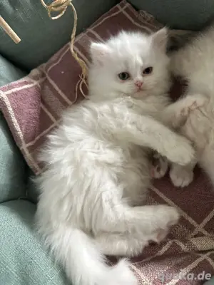 Babykatzen WEIBLICH! mix BKH Perser